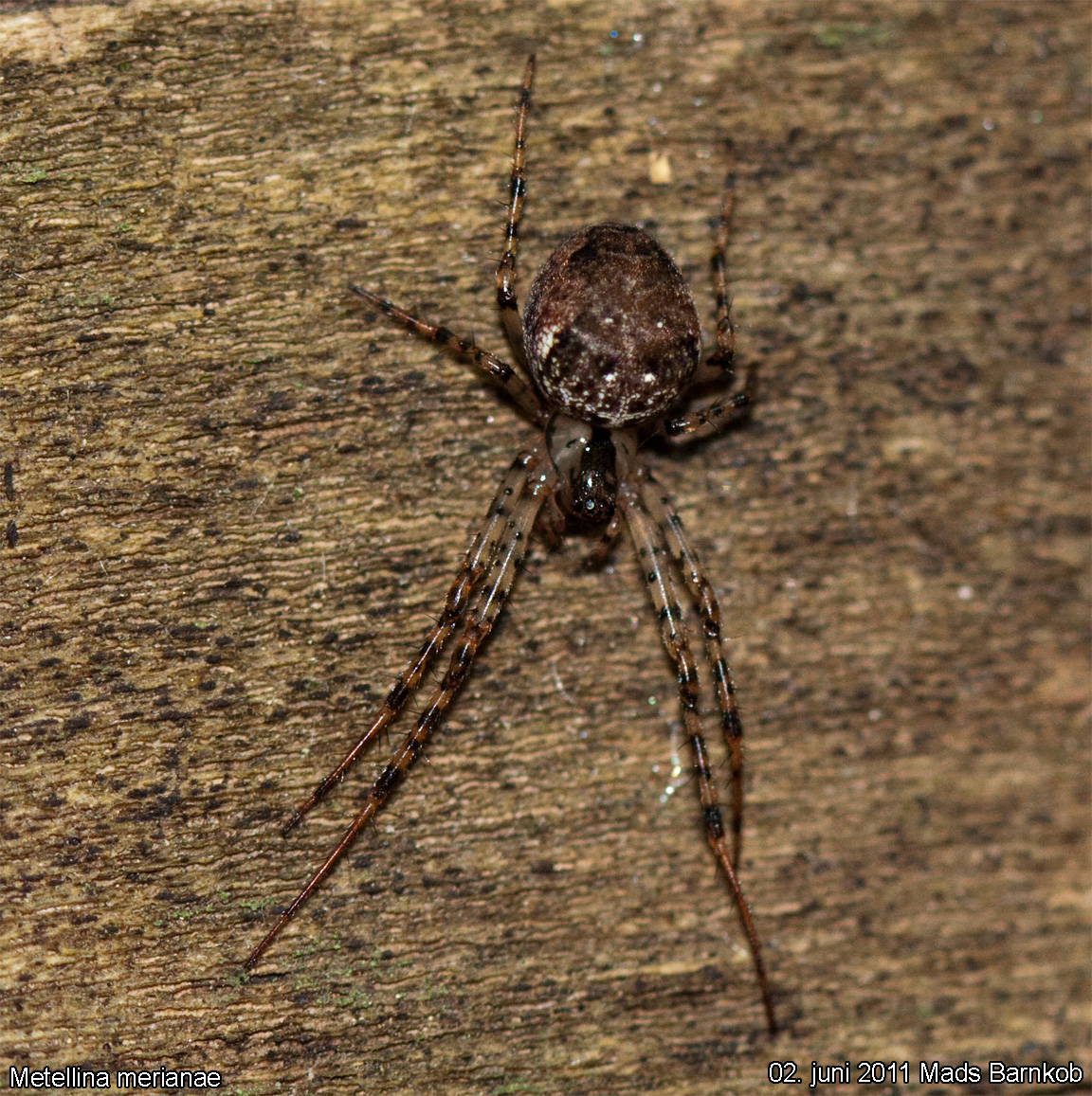 metellina_merianae_2011_06_02_1