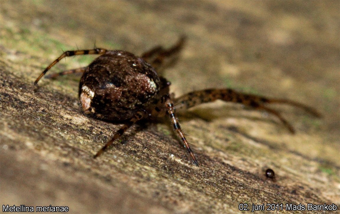 metellina_merianae_2011_06_02_2
