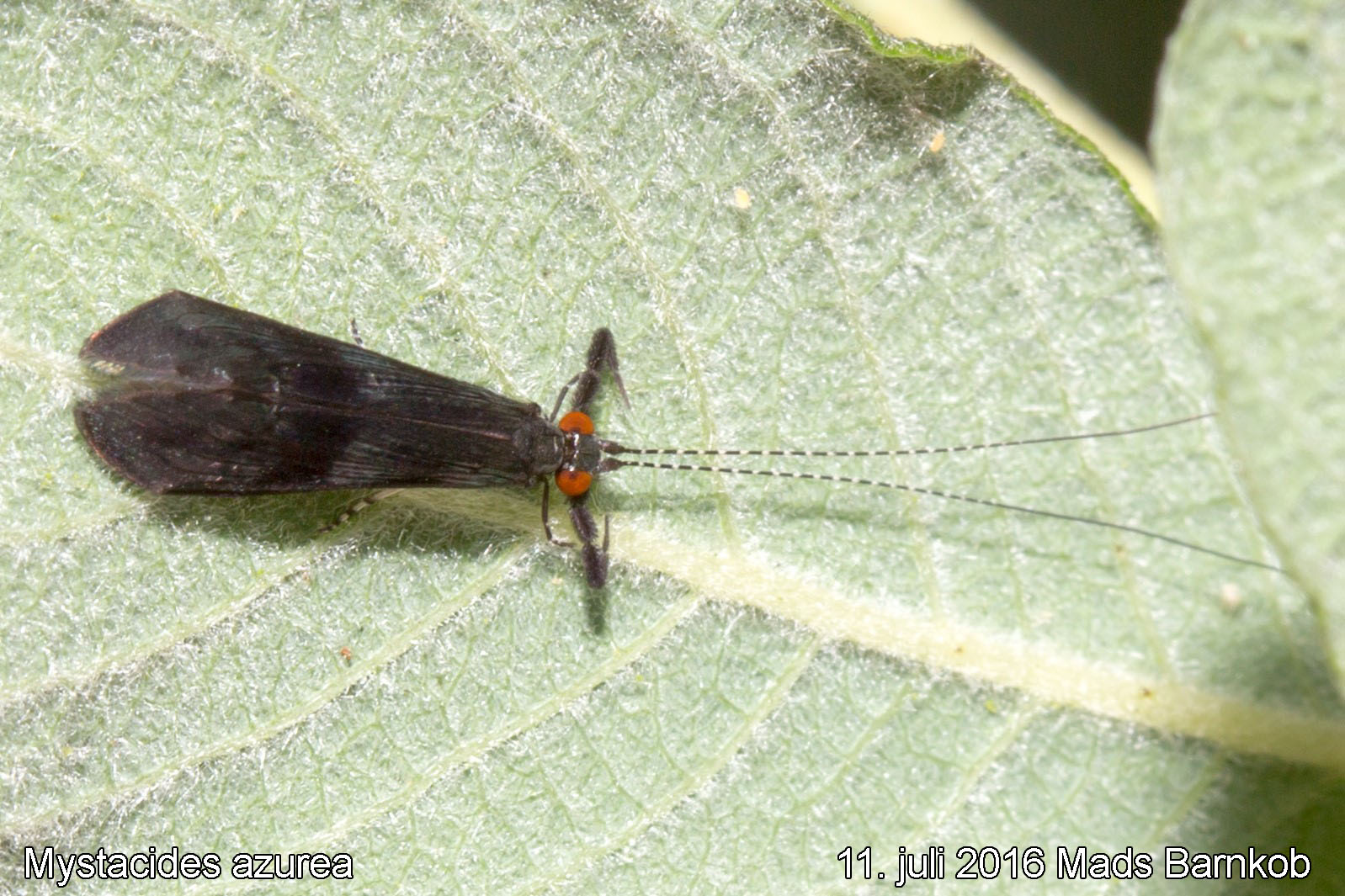 Mystacides azurea