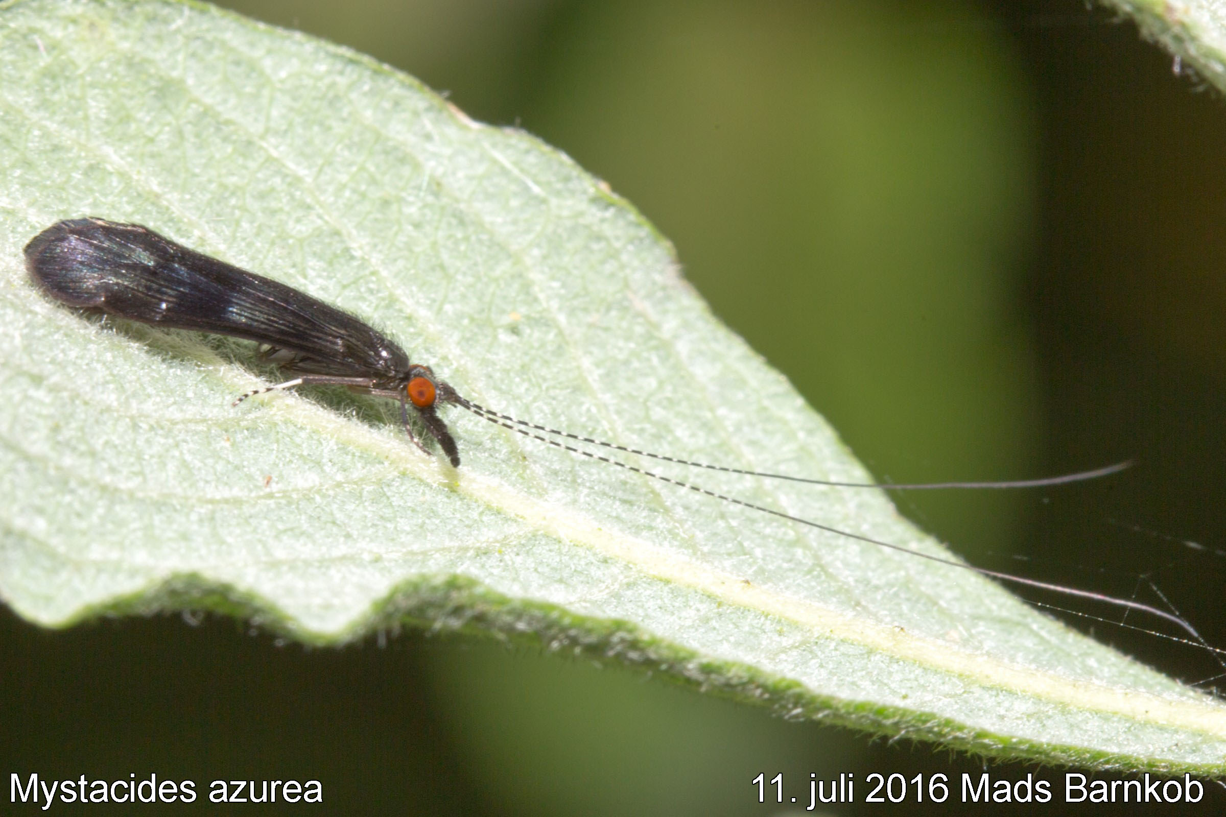 Mystacides azurea