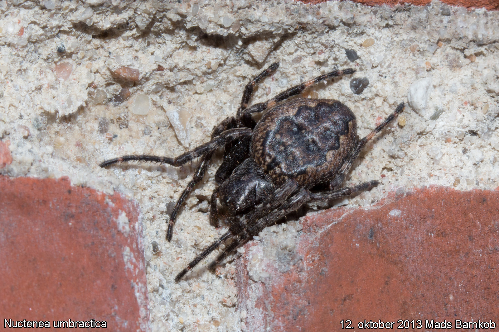 nuctenea_umbractica_2013_10_12_1