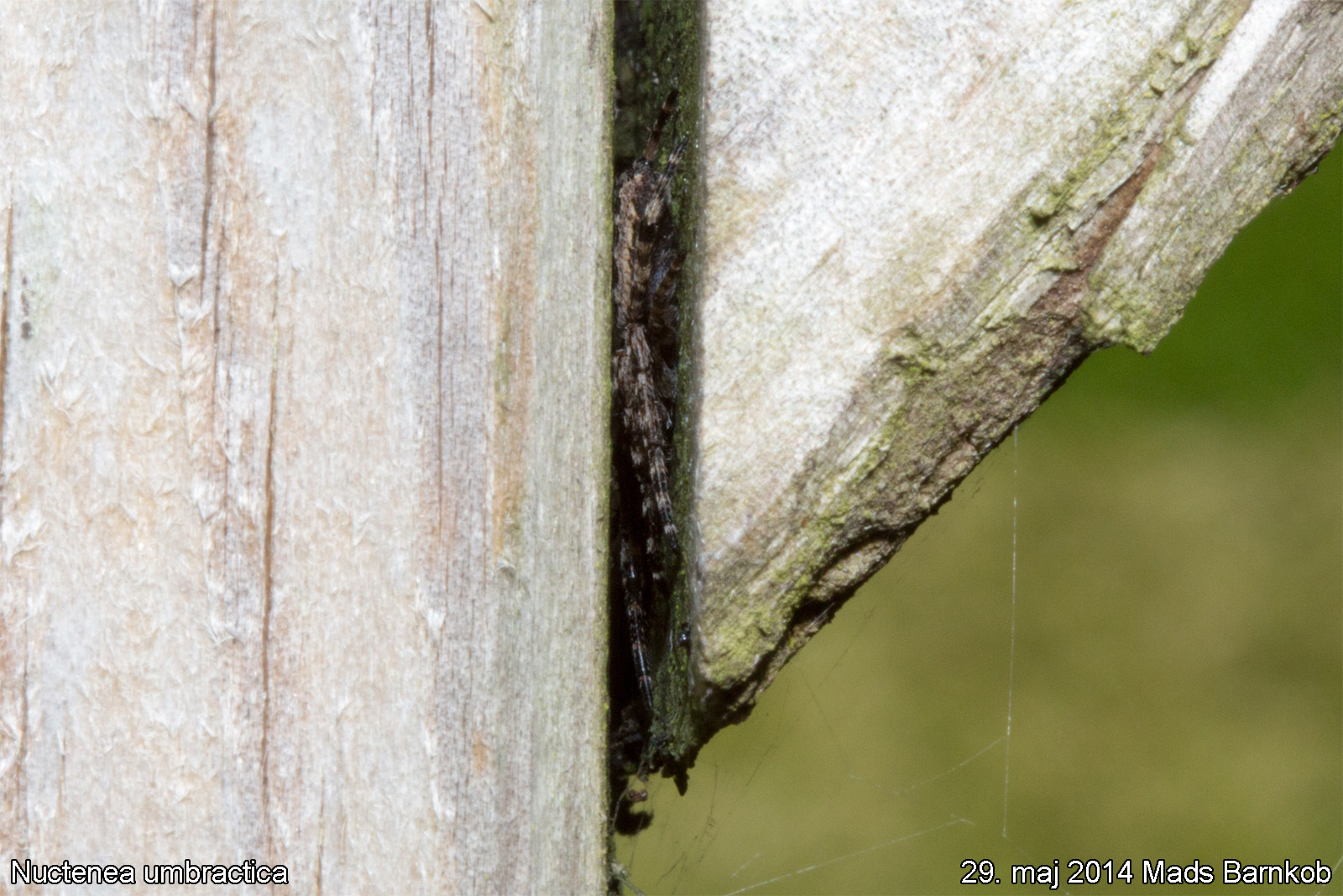 nuctenea_umbractica_2014_05_29_3