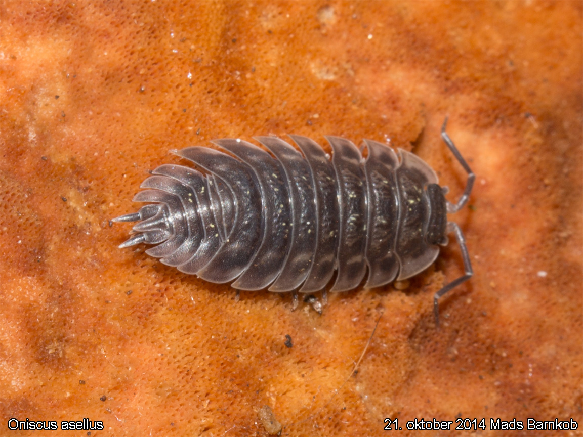 oniscus_asellus_2014_09_21_1