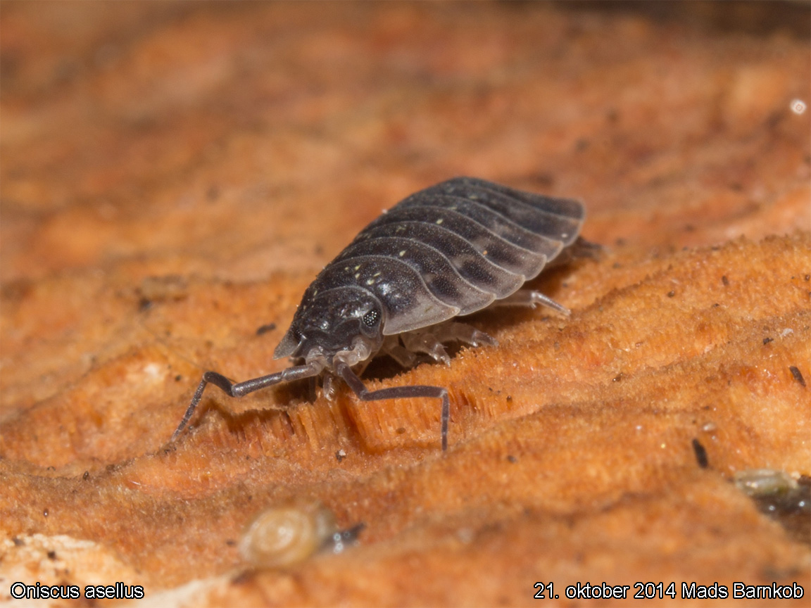 oniscus_asellus_2014_09_21_2