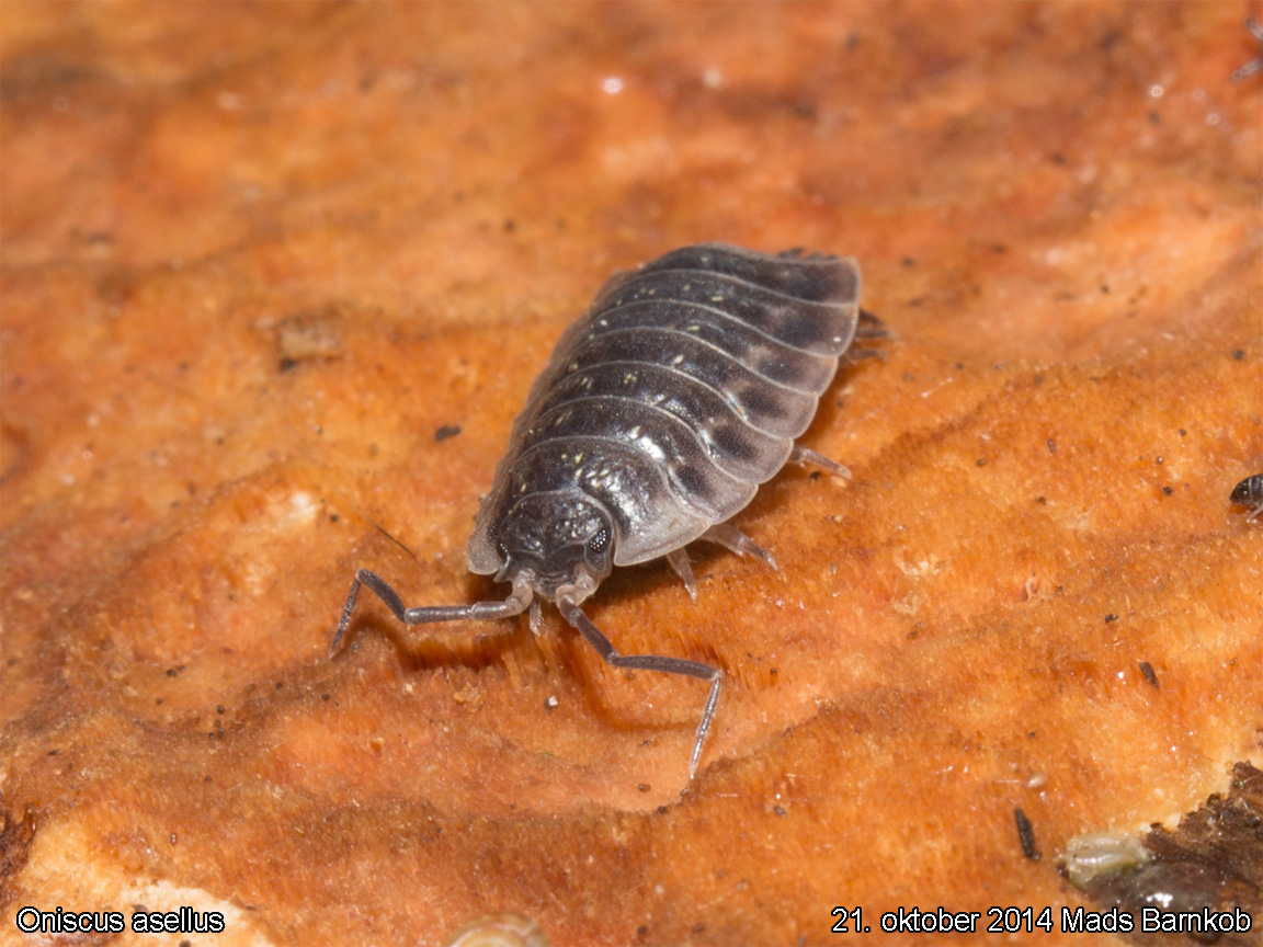 oniscus_asellus_2014_09_21_3