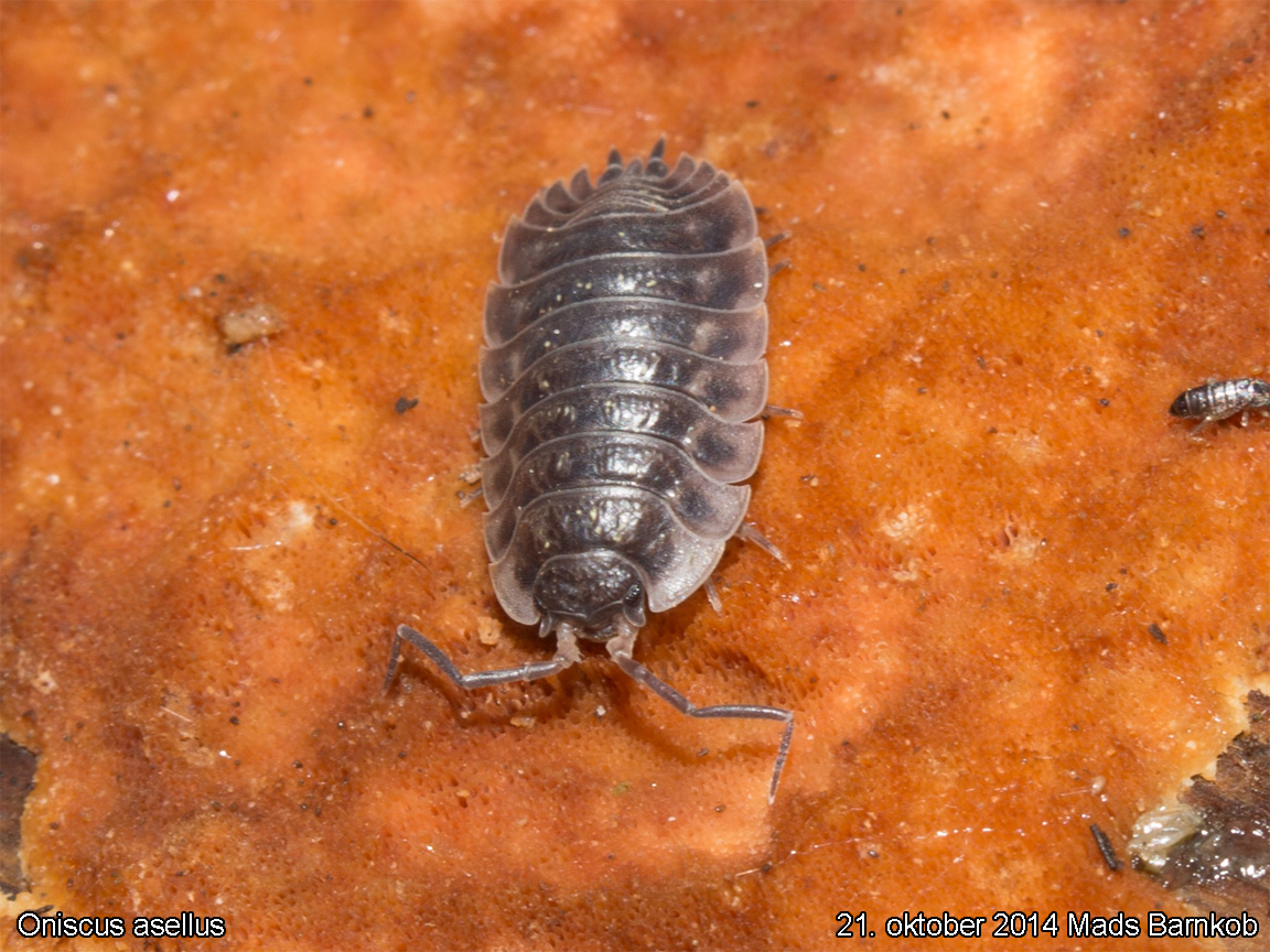 oniscus_asellus_2014_09_21_4