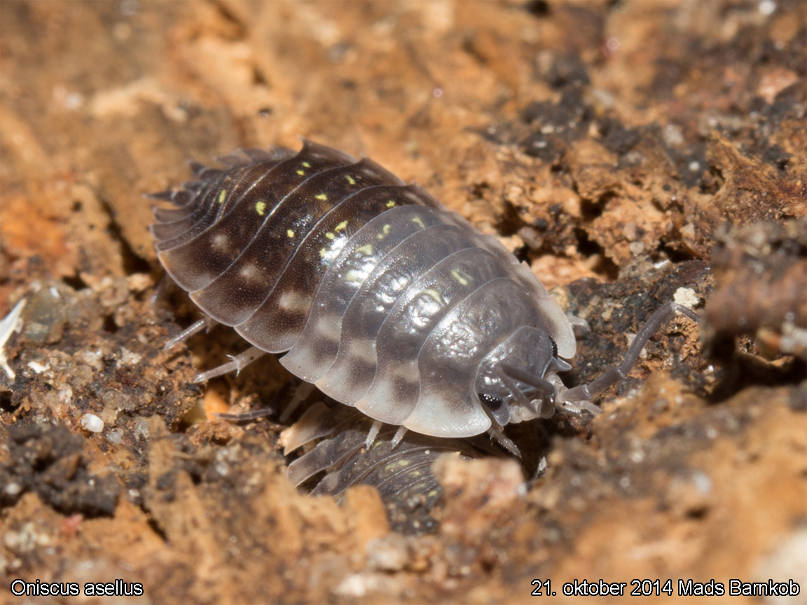 oniscus_asellus_2014_09_21_5