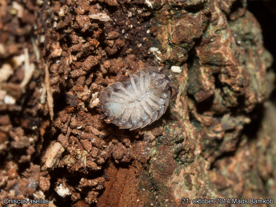 oniscus_asellus_2014_09_21_6