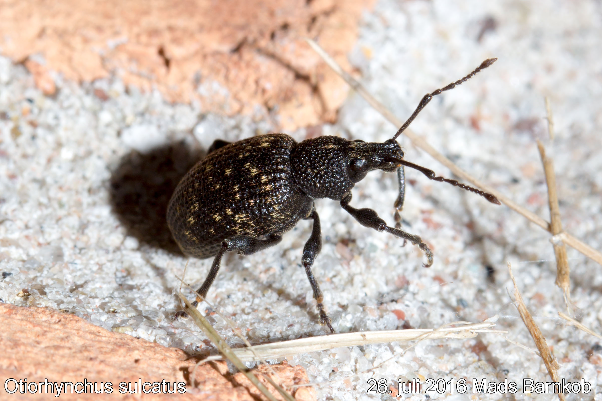 otiorhynchus_sulcatus_2016_07_26_2