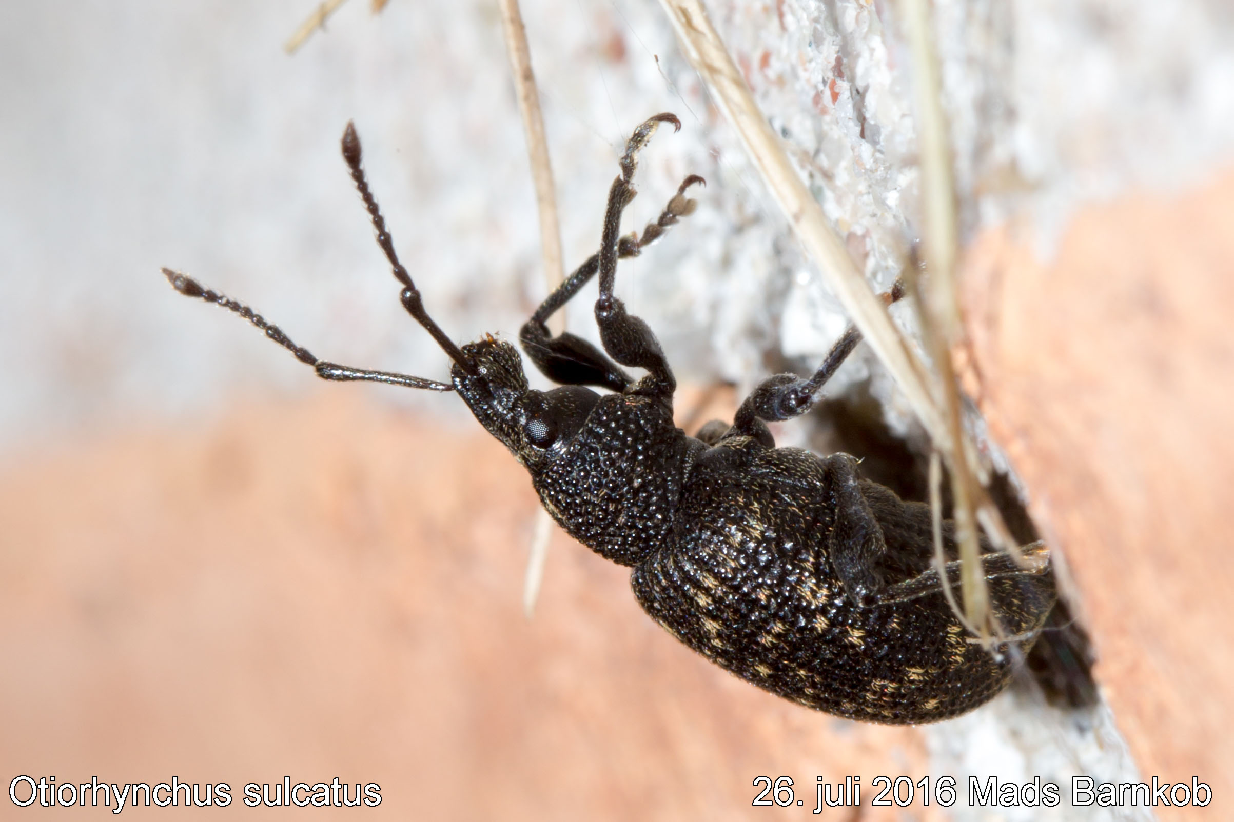 otiorhynchus_sulcatus_2016_07_26_3