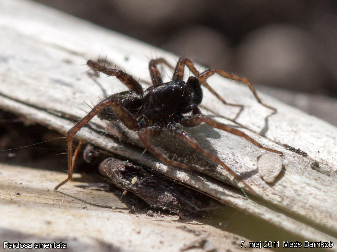 pardosa_amentata_2011_05_07_1