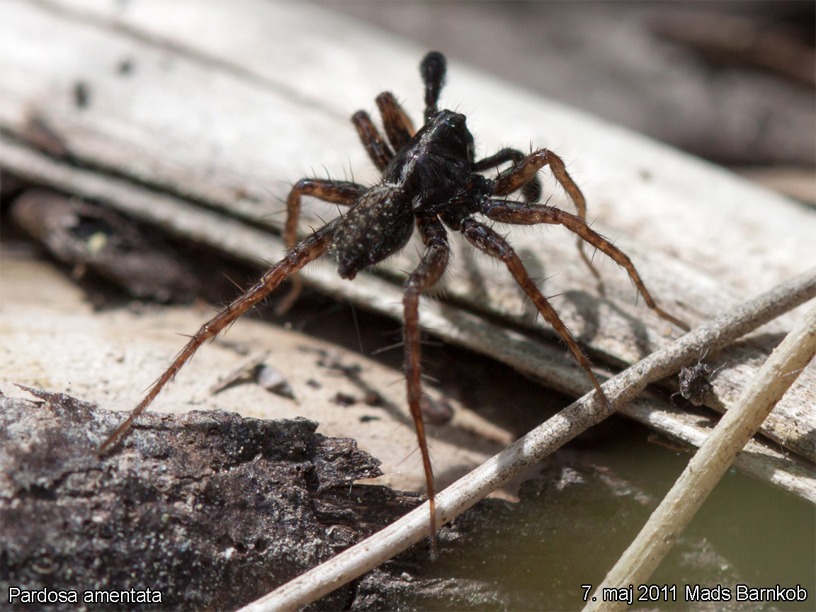 pardosa_amentata_2011_05_07_2