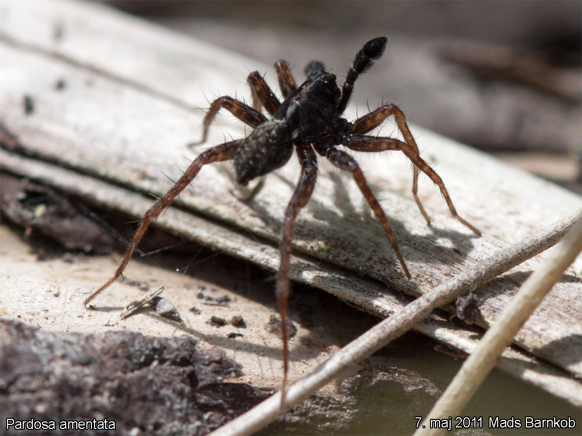 pardosa_amentata_2011_05_07_3