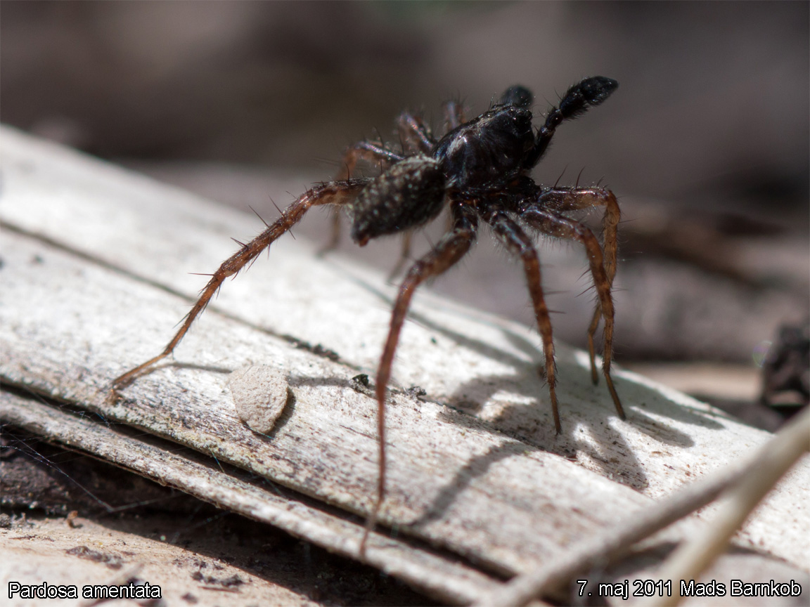 pardosa_amentata_2011_05_07_4