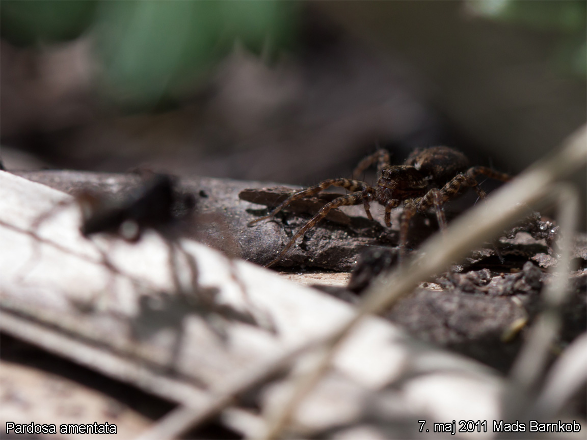 pardosa_amentata_2011_05_07_5