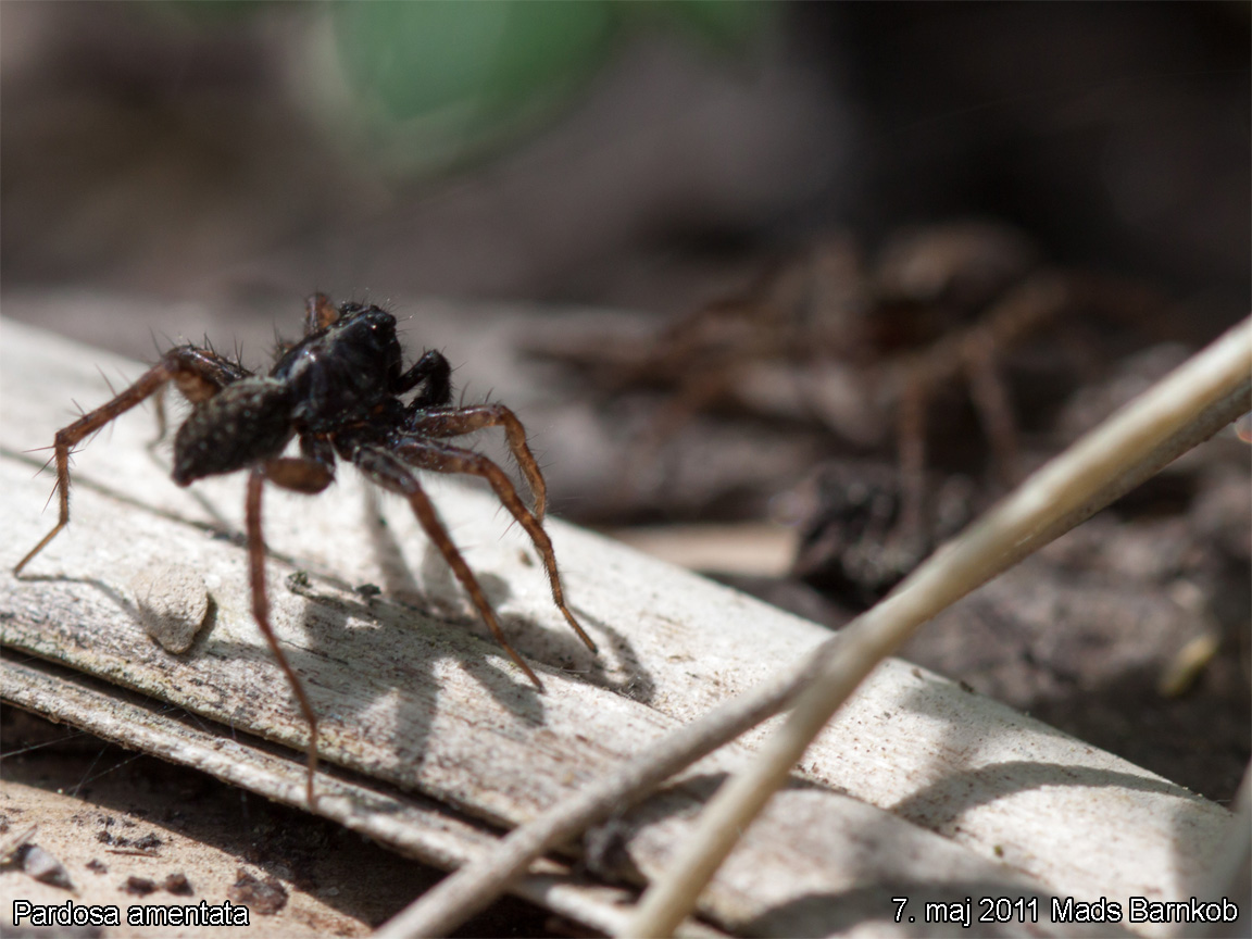 pardosa_amentata_2011_05_07_6