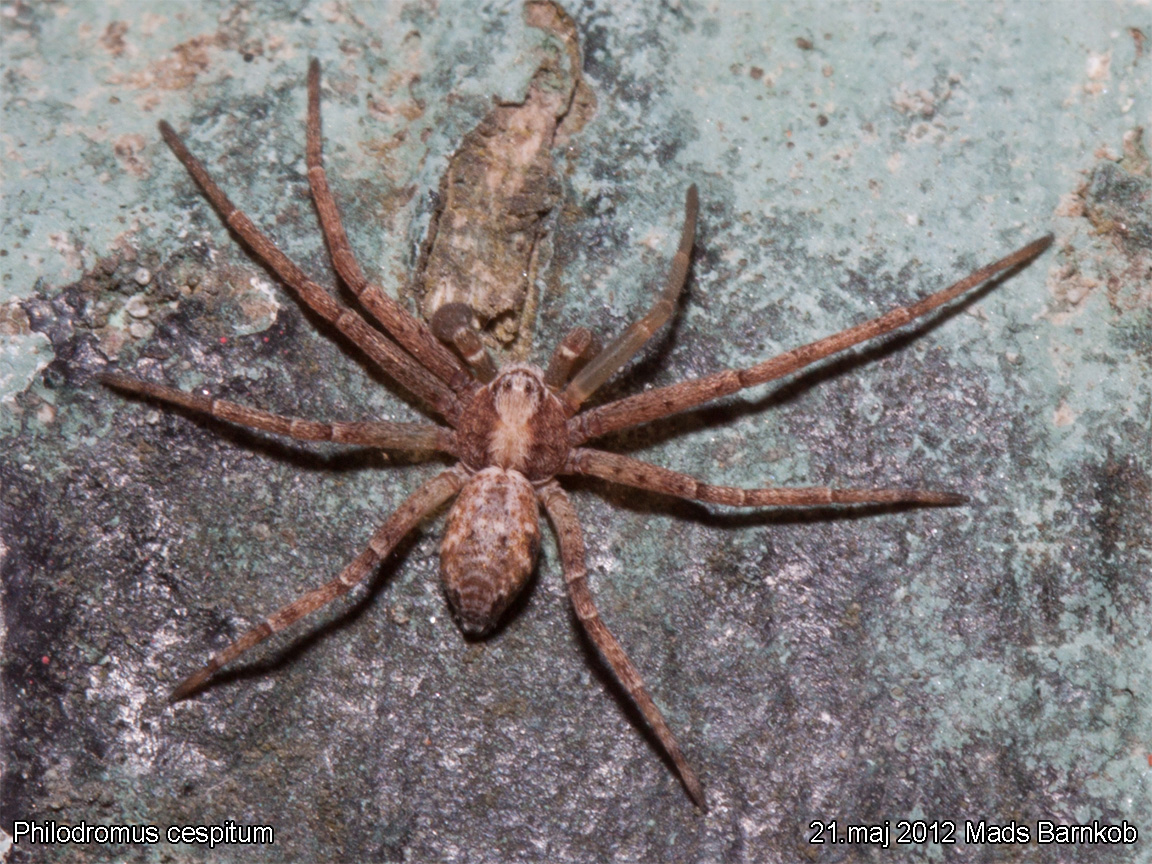 philodromus_cespitum_2012_05_21_1