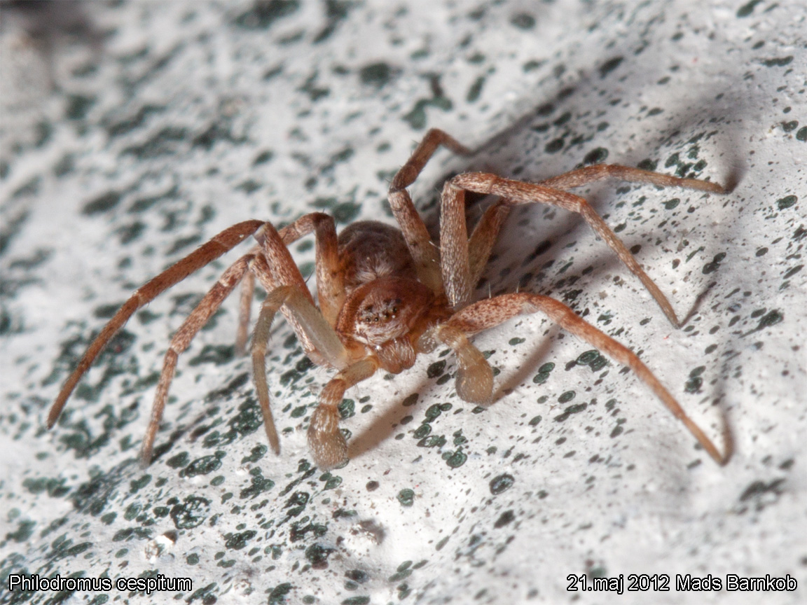 philodromus_cespitum_2012_05_21_2