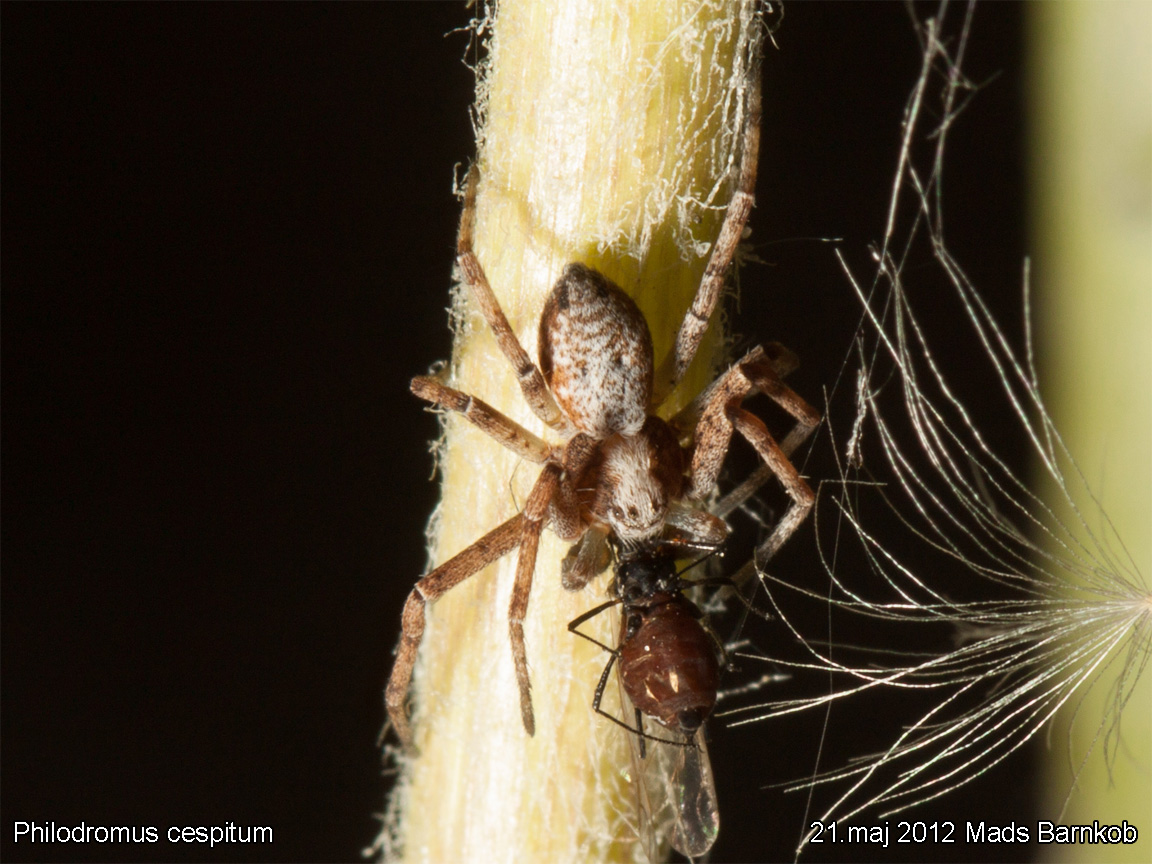 philodromus_cespitum_2012_05_21_3