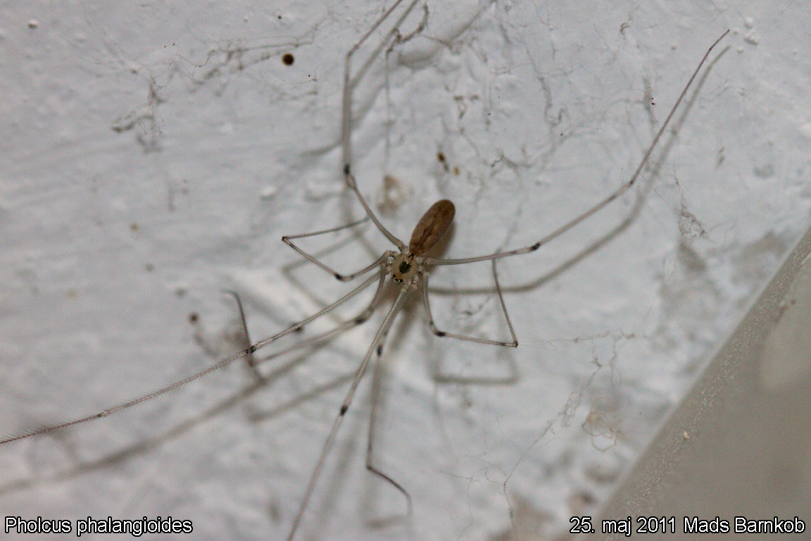 pholcus_phalangioides_2011_05_25_1