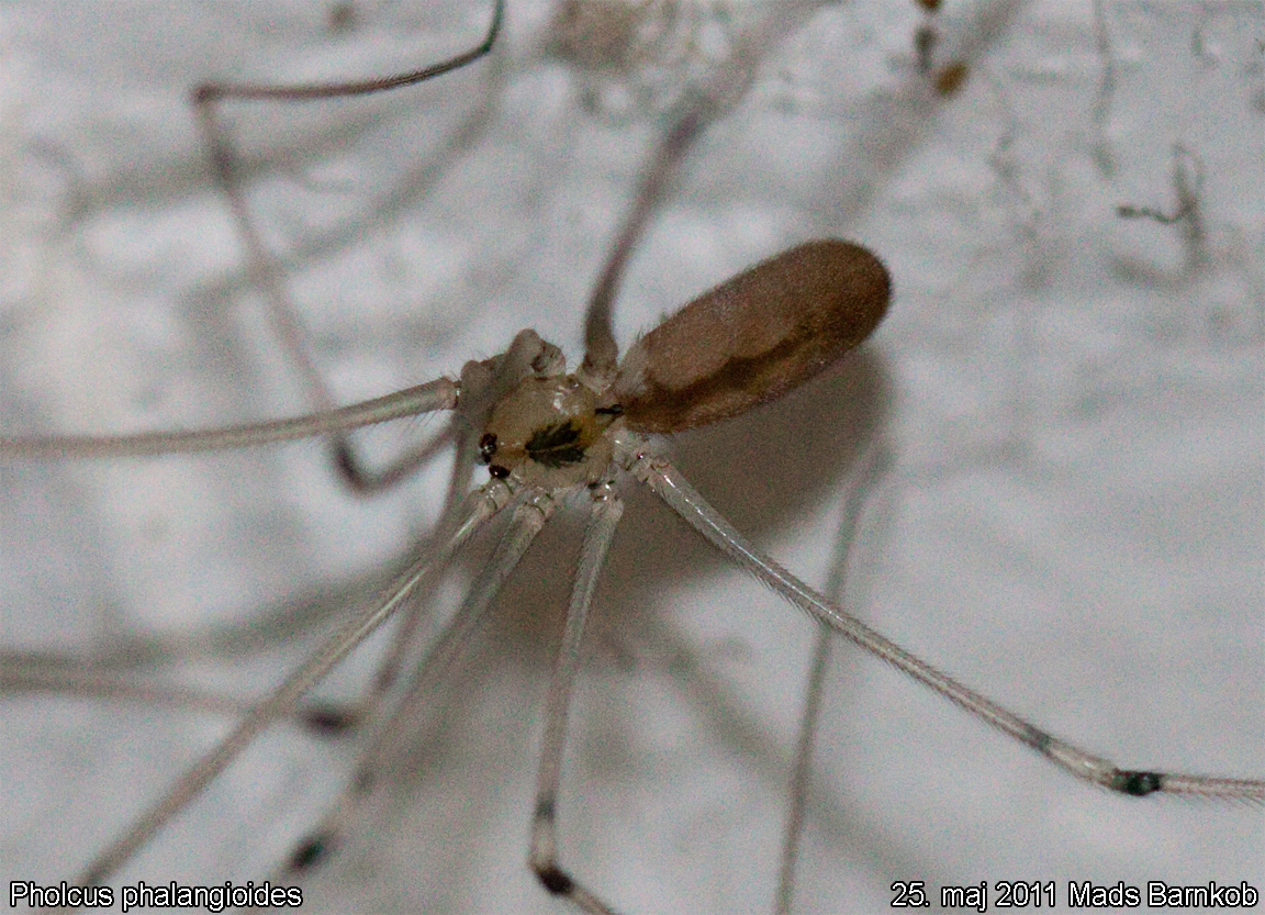 pholcus_phalangioides_2011_05_25_2
