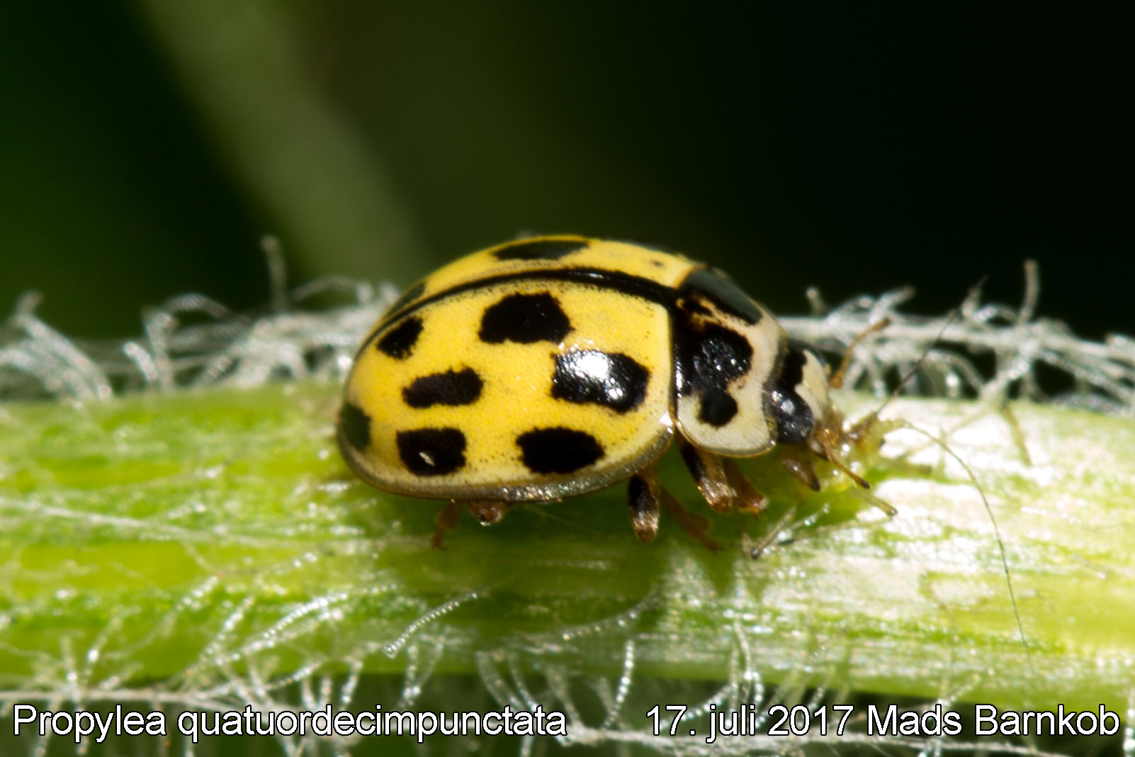 propylea_quatuordecimpunctata_2017_07_17_1