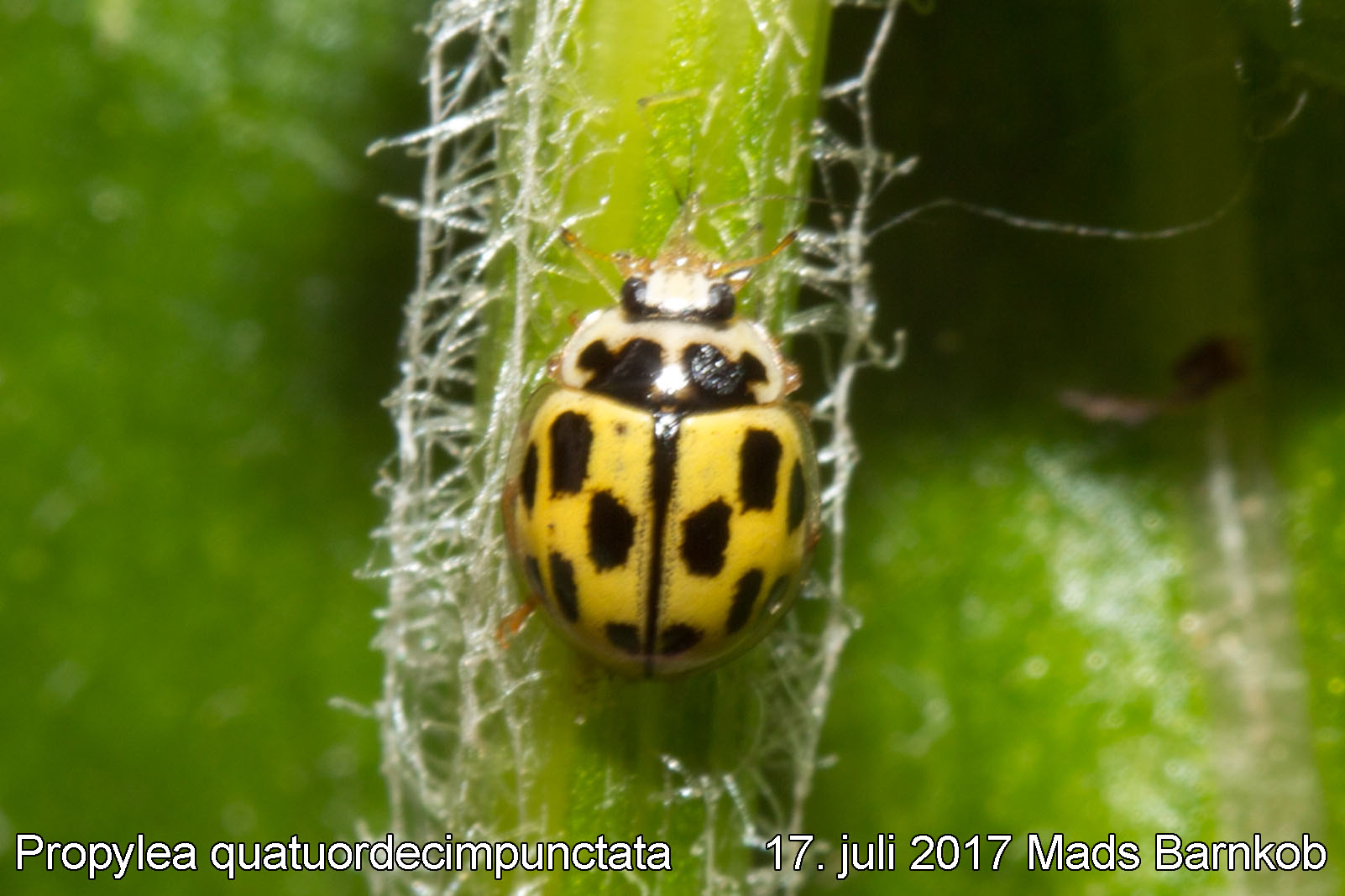 propylea_quatuordecimpunctata_2017_07_17_2