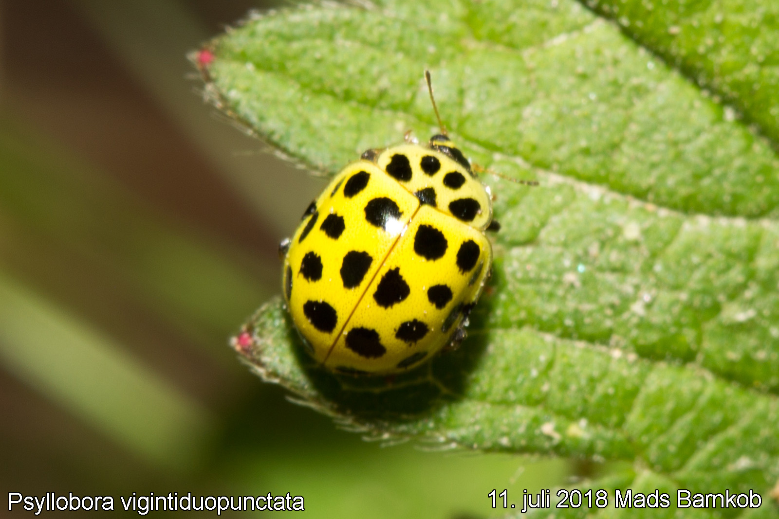 psyllobora_vigintiduopunctata_2018_07_11_1