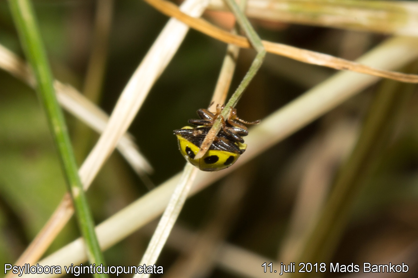 psyllobora_vigintiduopunctata_2018_07_11_2