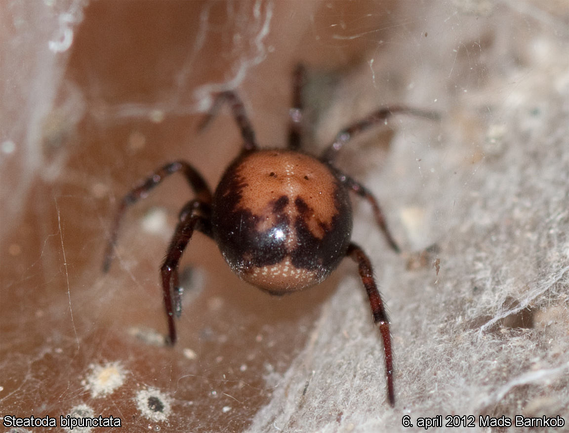 steatoda_bipunctata_2012_04_06_3