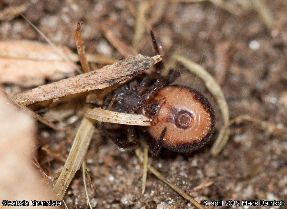 steatoda_bipunctata_2012_04_06_5