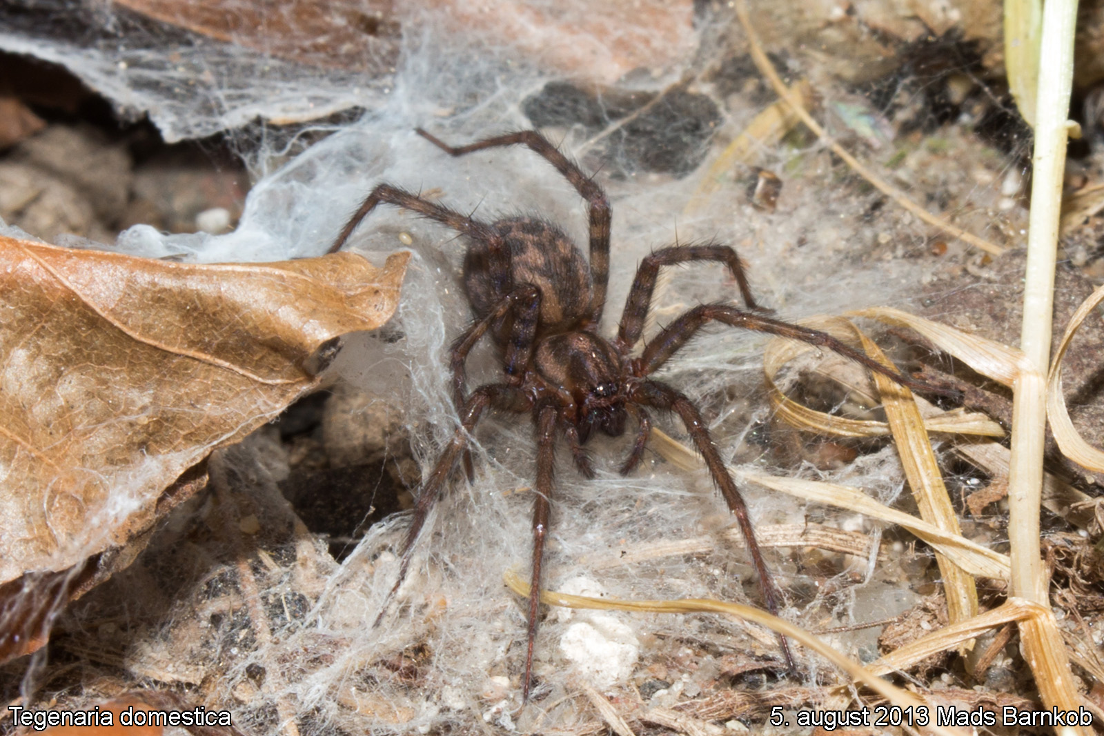 tegenaria_domestica_2013_08_05_1