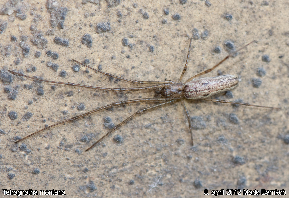 tetragnatha_montana_2012_04_08_1