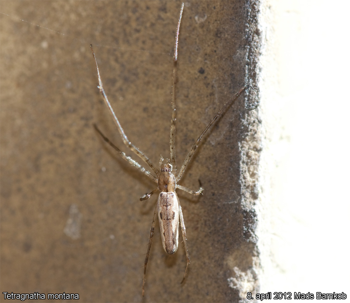 tetragnatha_montana_2012_04_08_2