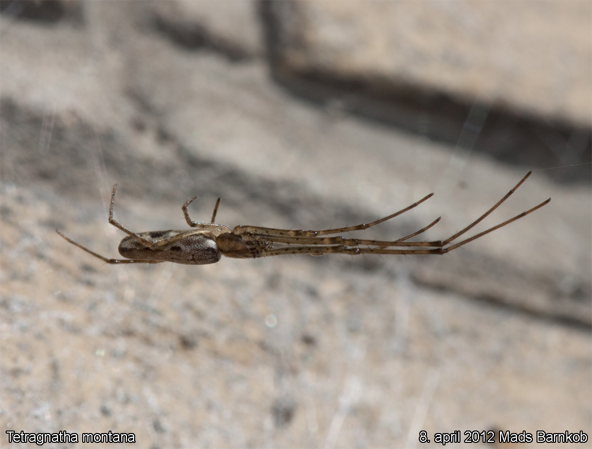 tetragnatha_montana_2012_04_08_3