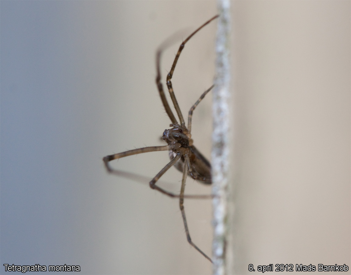 tetragnatha_montana_2012_04_08_5