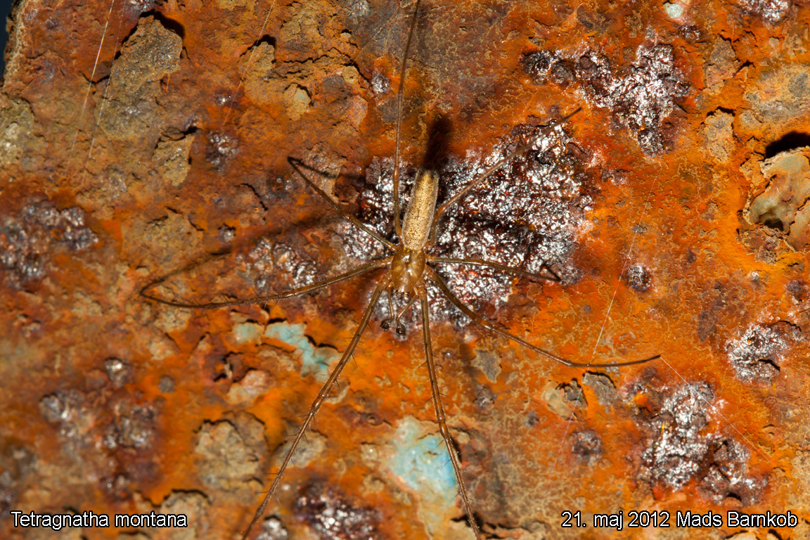 tetragnatha_montana_2012_05_21_1