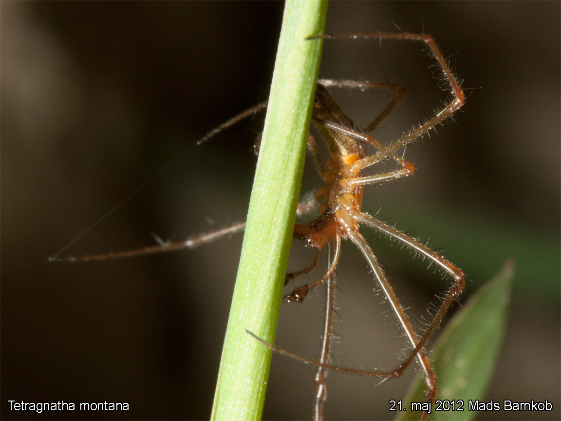 tetragnatha_montana_2012_05_21_3