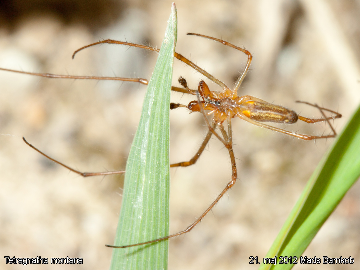 tetragnatha_montana_2012_05_21_4