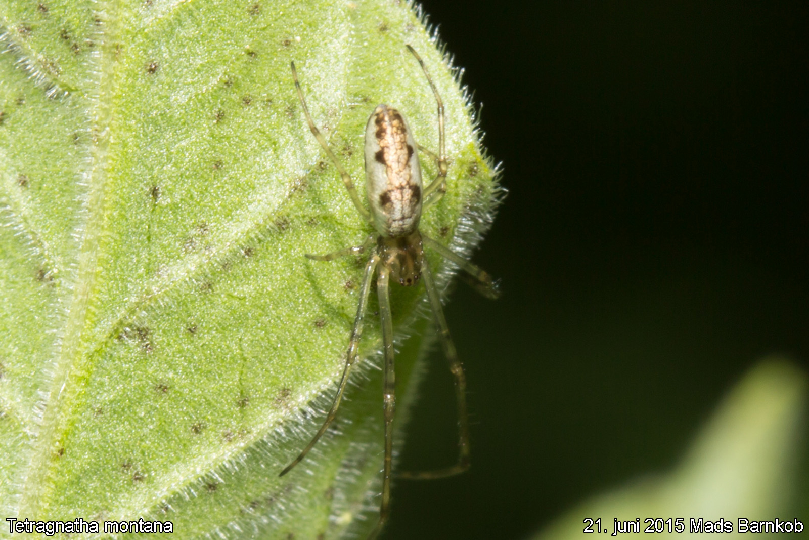 tetragnatha_montana_2015_06_21_1