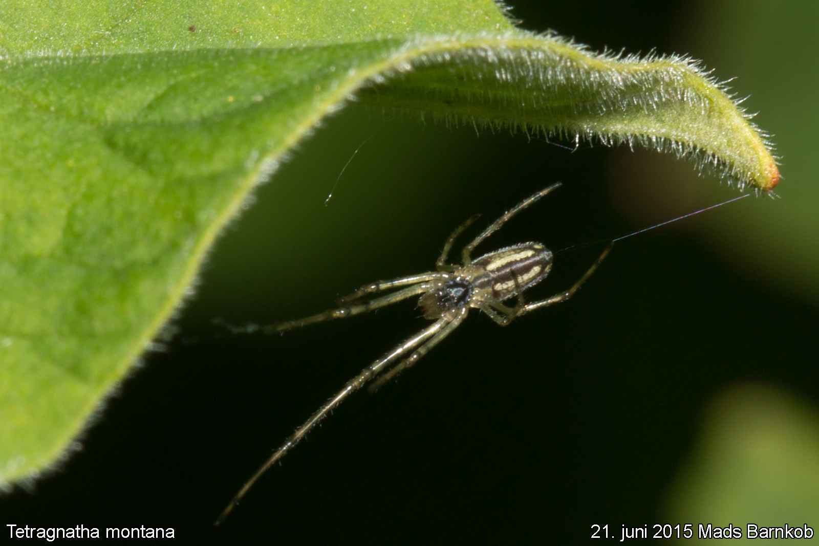 tetragnatha_montana_2015_06_21_2
