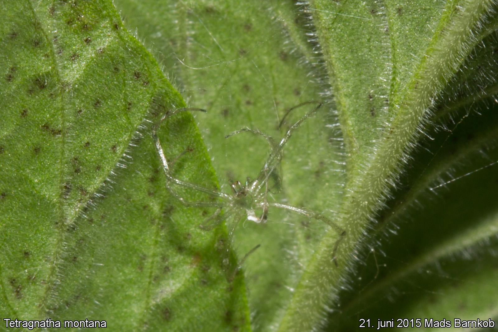 tetragnatha_montana_2015_06_21_3
