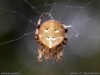 araneus_quadratus_2012_10_13_1
