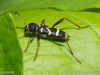 clytus_arietis_2016_06_18_2