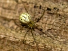 enoplognatha_ovata_2011_06_02_1
