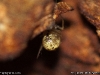 enoplognatha_ovata_2011_06_02_3