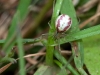 enoplognatha_ovata_2011_07_31_1