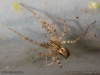 malthonica_ferruginea_2014_10_11_1