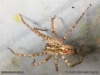 malthonica_ferruginea_2014_10_11_2