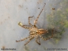 malthonica_ferruginea_2014_10_11_3